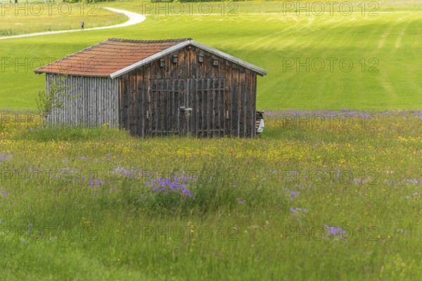 Old barn in a country meadow near Rotenbach wiesen nature reserve. Friedenweiler, Baden-Wurttemberg, Germany, Europe