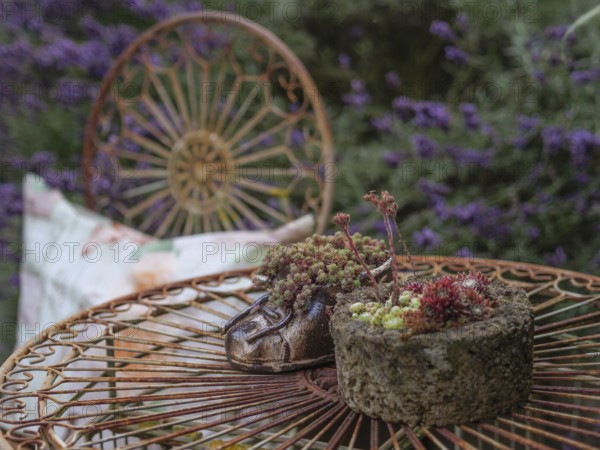 Detailed view of a round metal table with plants in a lavender garden, Borken, Münsterland, Germany, Europe