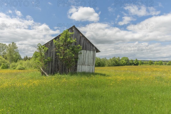 Old barn in a country meadow near Rotenbach wiesen nature reserve. Friedenweiler, Baden-Wurttemberg, Germany, Europe