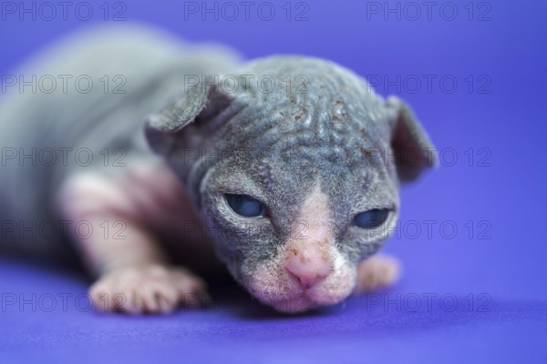 Portrait of Sphynx Hairless Cat of blue and white two weeks old lying on blue background. Cute male pussycat with big eyes looking attentively at camera. Front view. Soft, selective, focus