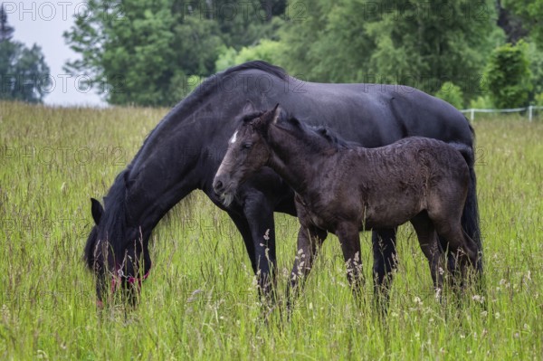 Friesian mare horse and foal on the meadow. Warlander, a cross between a Friesian and a Lusatian horse