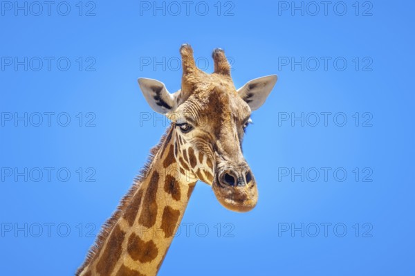 An image of a beautiful Giraffe portrait isolated in front of a blue sky