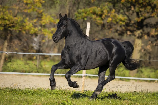 Friesian stallion in the pasture in autumn