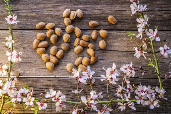 Almond spring blossom harvest on wooden board