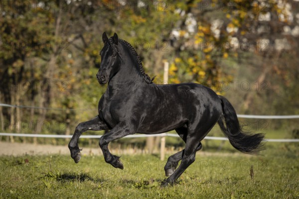 Friesian stallion in the pasture in autumn