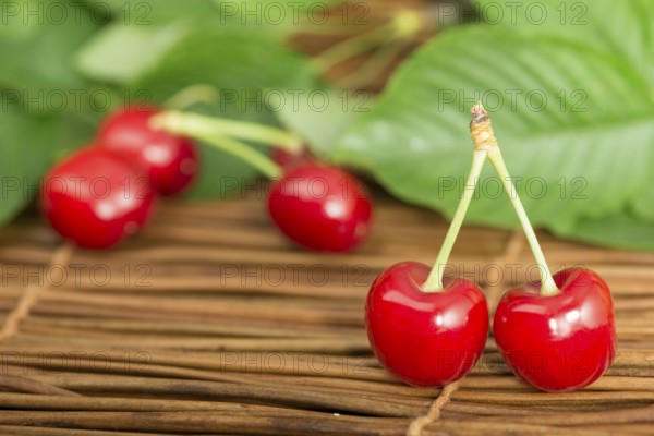 Cherries and branch with leaves. Studio shot