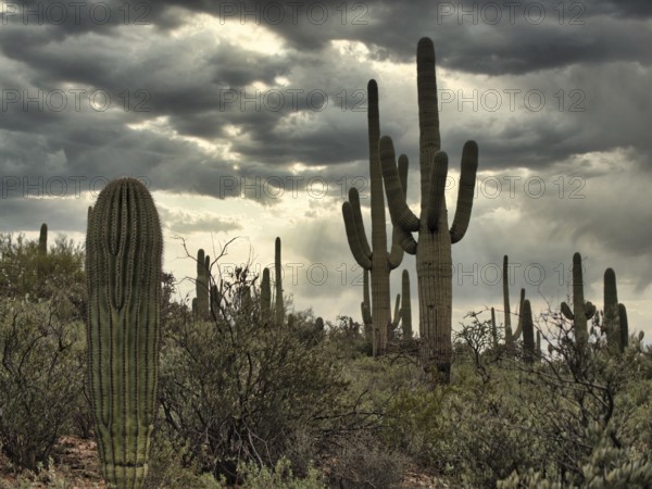 Prickly cactuses and leafless shrubs growing against gray overcast sky in Saguaro National Park in Arizona, USA, North America