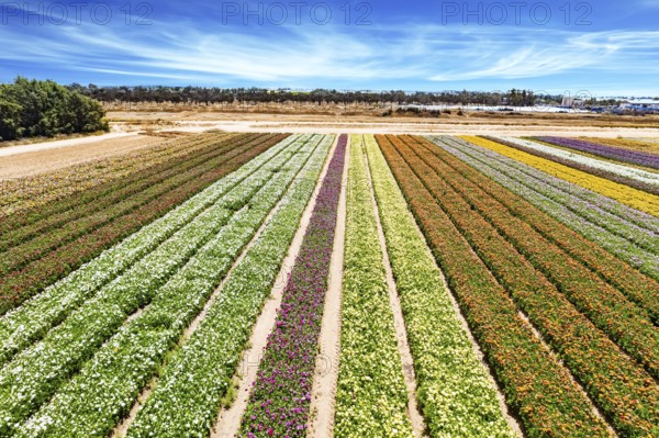Large garden buttercups bloomed on the kibbutz field. Spring in Israel. Magnificent flower field. Southern Israel on the border with the Gaza Strip. Spectacular photos taken by drone