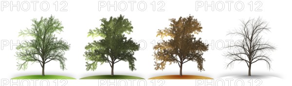 An illustration of a tree in four seasons