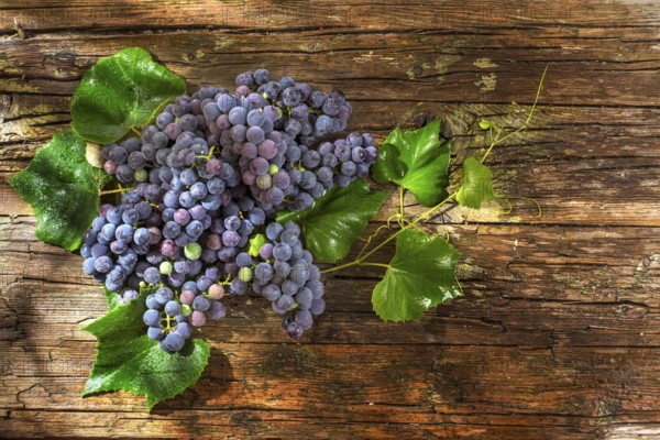 Late summer fruits, collection of black grape strawberry