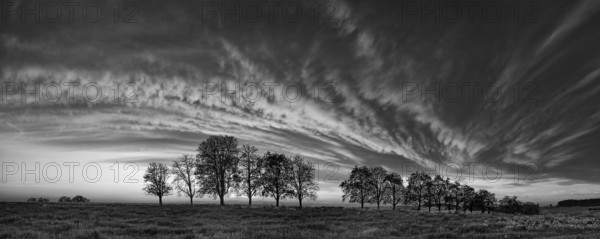 Panorama, row of trees in the approach of a cloud front
