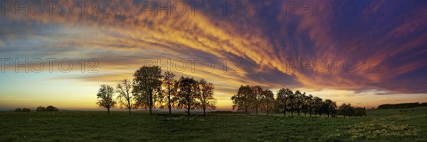 Panorama, row of trees in the approach of a cloud front