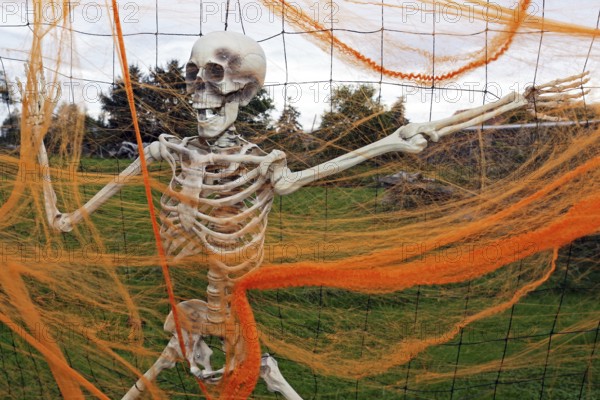 Skeleton