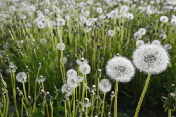 Dandelion blowballs or seed heads on a meadow in summer