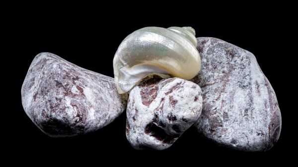 A pearly turban snail shell rests atop textured volcanic rocks against a black background. The iridescent surface of the shell contrasts beautifully with the rough stone texture, Odessa, Ukraine, Europe