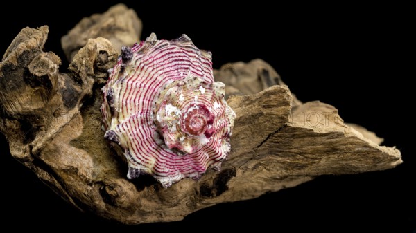 A beautiful sea shell Strawberry Conch resting on a piece of weathered driftwood, isolated against a deep black background, Odessa, Ukraine, Europe