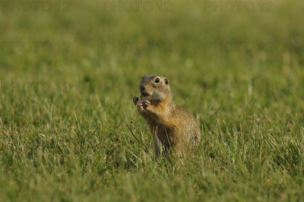 European ground squirrel (Spermophyllus citellus)