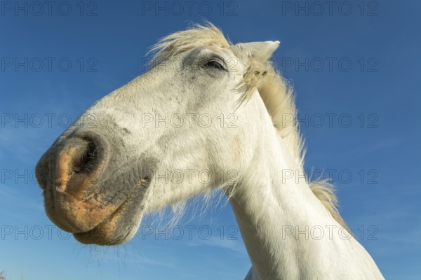 Camargue horse portrait in a pasture in the Camargue national park. Provence-Alpes-Cote d'Azur, France, Europe