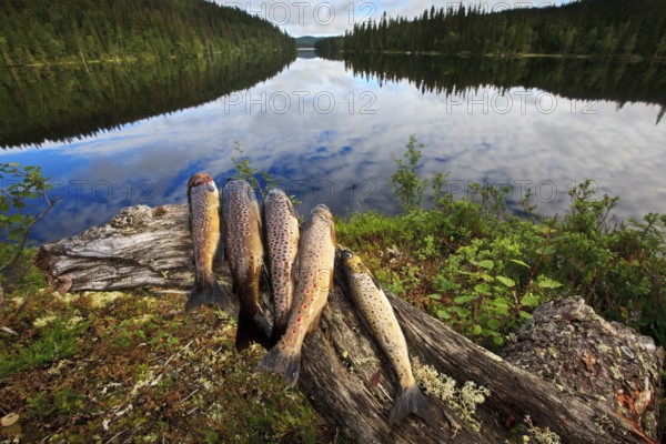 A catch of trout fish, Northern Europe, Scandinavia, Norway, Europe