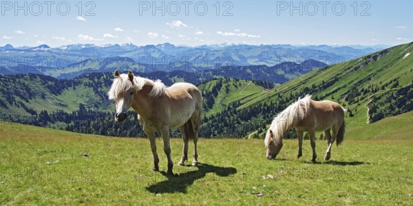 Haflinger horses on the Gelchenwanger ridge with a view of the Alpine chain, Nagelfluhkette, Allgäu