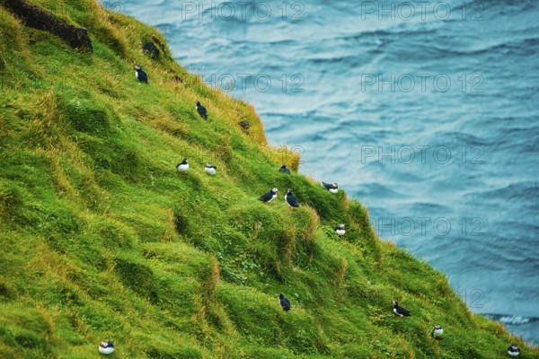 Several puffins dotting a grassy cliff side with the ocean in the background, bird, puffins, puffins, animal