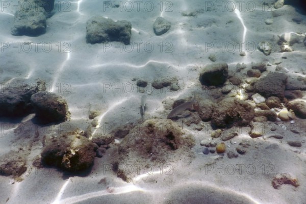 Sandy bottom, fish swimming underwater