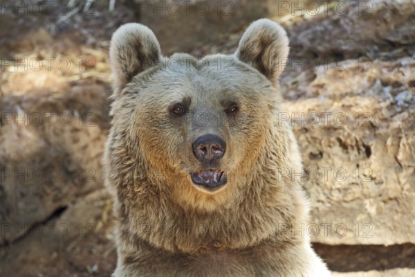 Big Bear posing for visitors in the park - safari in Tel Aviv