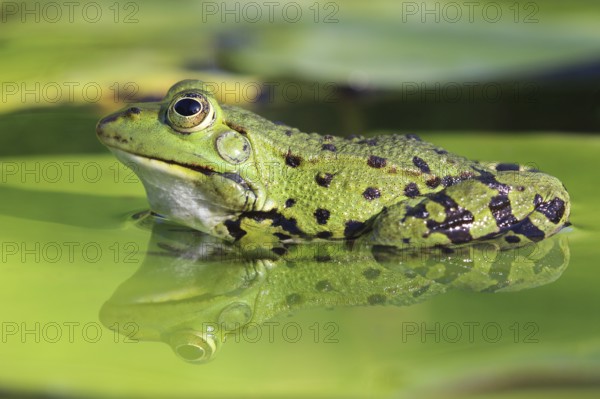 Edible Frog, Pelophylax esculentus