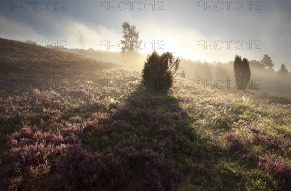 Juniper tree shadow on heathland at sunrise, Totengrund, Germany, Europe
