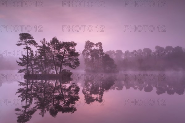 Purple misty sunrise over wild lake in forest, Noord Brabant, Netherlands