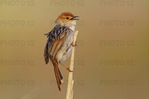 Vley's Cisticola, (Cisticola tinniens), biotope, habitat, perch, False Bay Nature Reserve Stran, Cape Town, Western Cape, South Africa, Africa