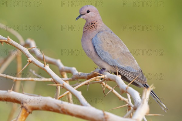 Palm Pigeon, (Streptopelia senegalensis), Gambia, Africa, Pigeon family, Tendaba camp / Tendaba photo hide, Kwinella, South Bank, Gambia, Africa