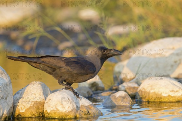 Glossy crow, (Corvus splendens), omnivore, genus of ravens and crows, corvids, Raysut, Salalah, Dhofar, Oman, Asia