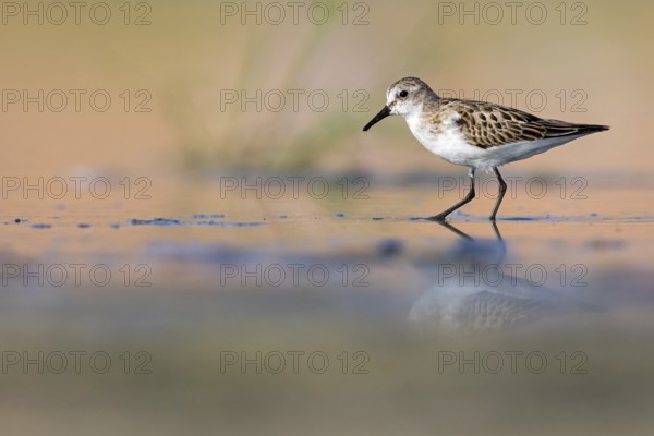 Little sandpiper (Calidris minuta), foraging in the Salalah biotope, Raysut, Sohar, Oman, Asia
