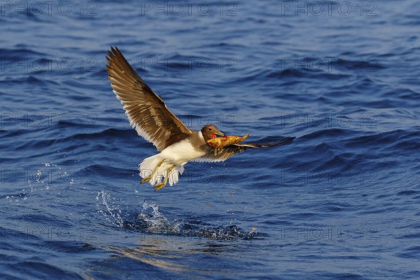 Hemprich's Gull, (Ichthyaetus hemprichii), (Larus hemprichii), Fish Eagle Gull Salalah, Off Mirbat, Dhofar, Oman, Asia
