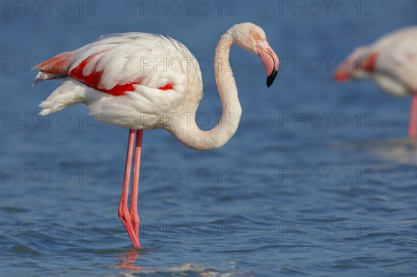 Pink flamingo, (Phoenicopterus ruber), Phoenicopterus roseus, animals, birds, flamingo, biotope, habitat, waters, foraging, Lesvos, Greece, Europe