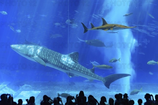 Whale shark in Okinawa Churaumi Aquarium, Japan, Asia