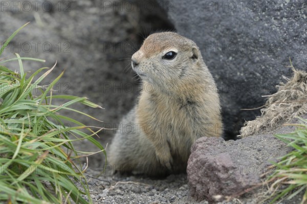 Curious but cautious wild animal Arctic ground squirrel peeps out of hole under stone and looking around so as not to fall into jaws of predatory beasts. Kamchatka Peninsula, Russian Far East, Asia