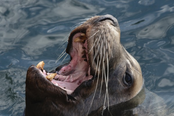 Closeup portrait of wild Steller Sea Lion or Northern Sea Lion (Eumetopias Jubatus) with wide open mouth and teeth fangs swims in cold water Pacific Ocean. Avacha Bay, Kamchatka Peninsula, Russian Far East