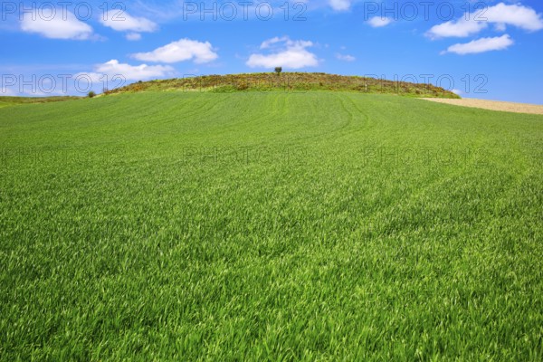 Cereal fields by The Way of Saint James in Castilla near Burgos