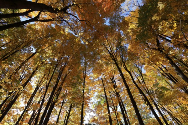 Nature, autumnal forest, view from below into the tree tops, Province of Quebec, Canada, North America