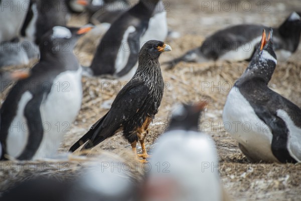 Falkland caracara (Phalcoboenus australis) in a colony of gentoo penguins (Pygoscelis papua), Pebble Island, Falkland Islands, Great Britain, South Atlantic, South America