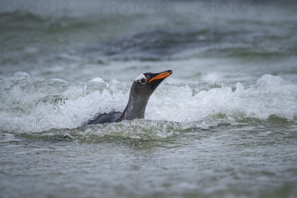 A gentoo penguin (Pygoscelis papua) landing on a beach, Pebble Island, Falkland Islands, Great Britain, South Atlantic Ocean, South America