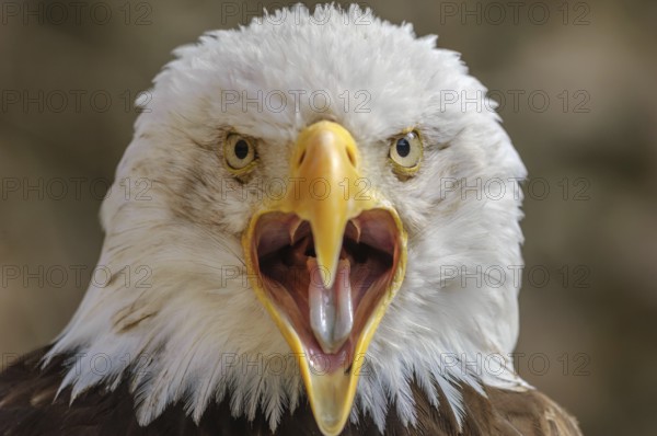 Bald Headed Eagle, close up shot with blurred background