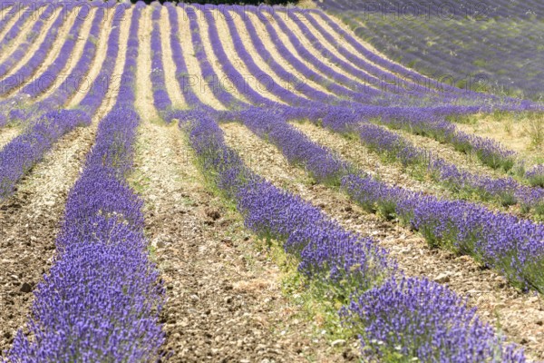 Lavender fields in bloom in Provence. Valensole Plateau (Alpes-de-Haute-Provence) Pays de Sault (Vaucluse) Luberon (Vaucluse) Drôme Provençale (Drôme)