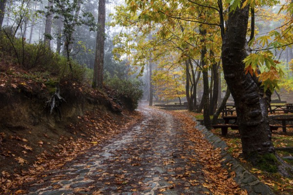 Empty road in autumn with trees and leaves on the ground after rain at Troodos mountains in Cyprus. Autumn landscapes