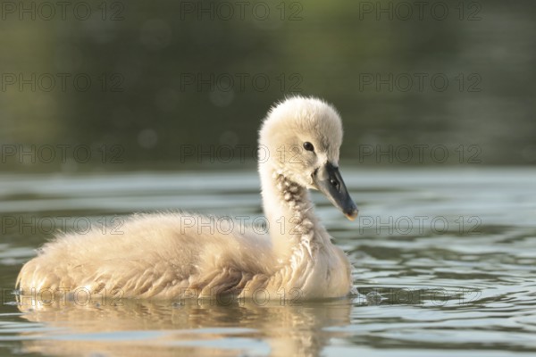 Young swan on a sunny spring morning
