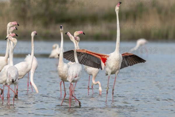 Greater Flamingos in courtship (Phoenicopterus roseus) in a swamp in spring. Saintes Maries de la Mer, Parc naturel regional de Camargue, Arles, Bouches du Rhone, Provence Alpes Cote d'Azur, France, Europe