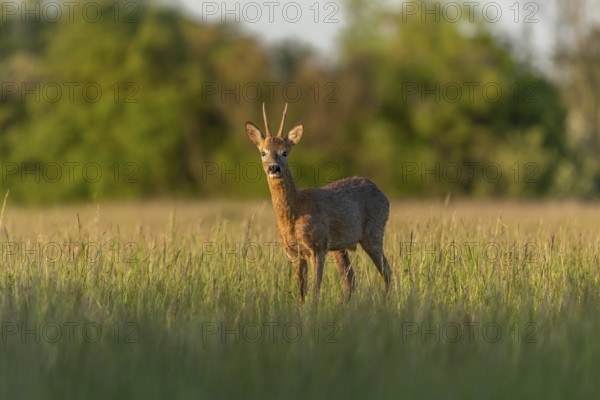 Roebuck (Capreolus capreolus) in a spring meadow. Bas-Rhin, Collectivite europeenne d'Alsace, Grand Est, France, Europe