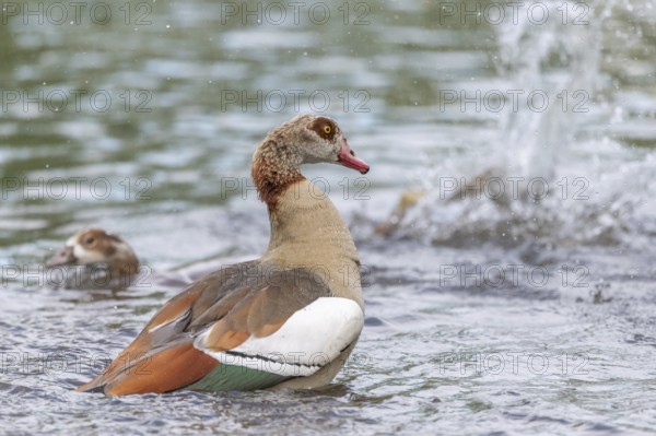 Egyptian goose (Alopochen aegyptiaca) washing its feathers in a river. Bas-Rhin, Collectivite europeenne d'Alsace, Grand Est, France, Europe